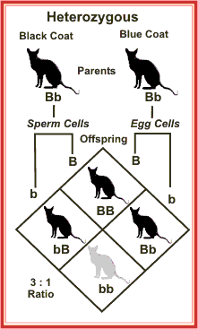 cats mating diagram